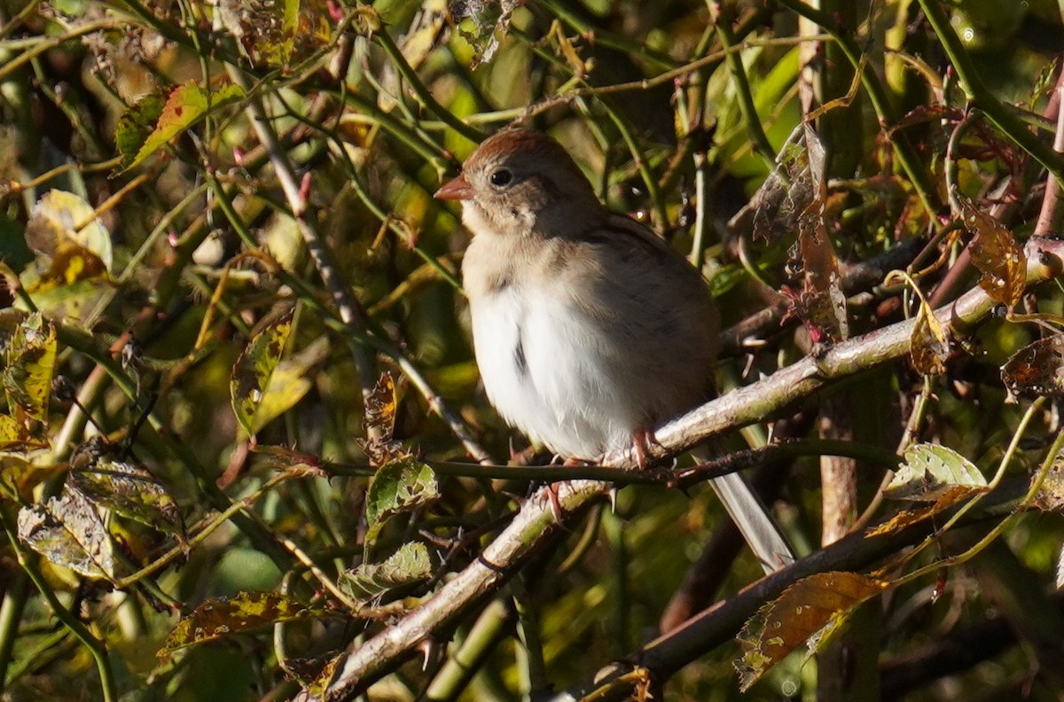 Field Sparrow - ML491525541