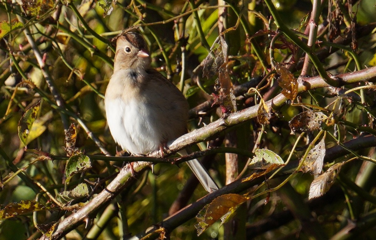 Field Sparrow - ML491525601