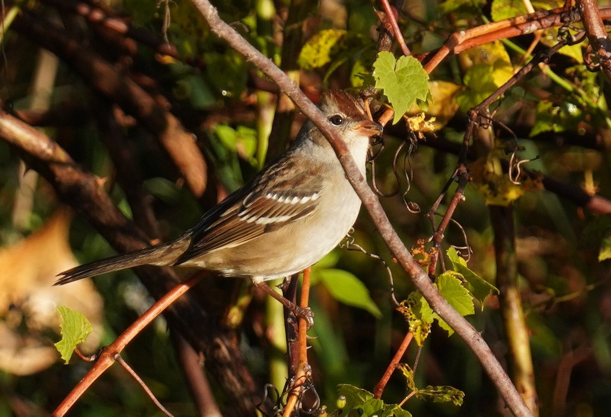 White-crowned Sparrow - ML491525931