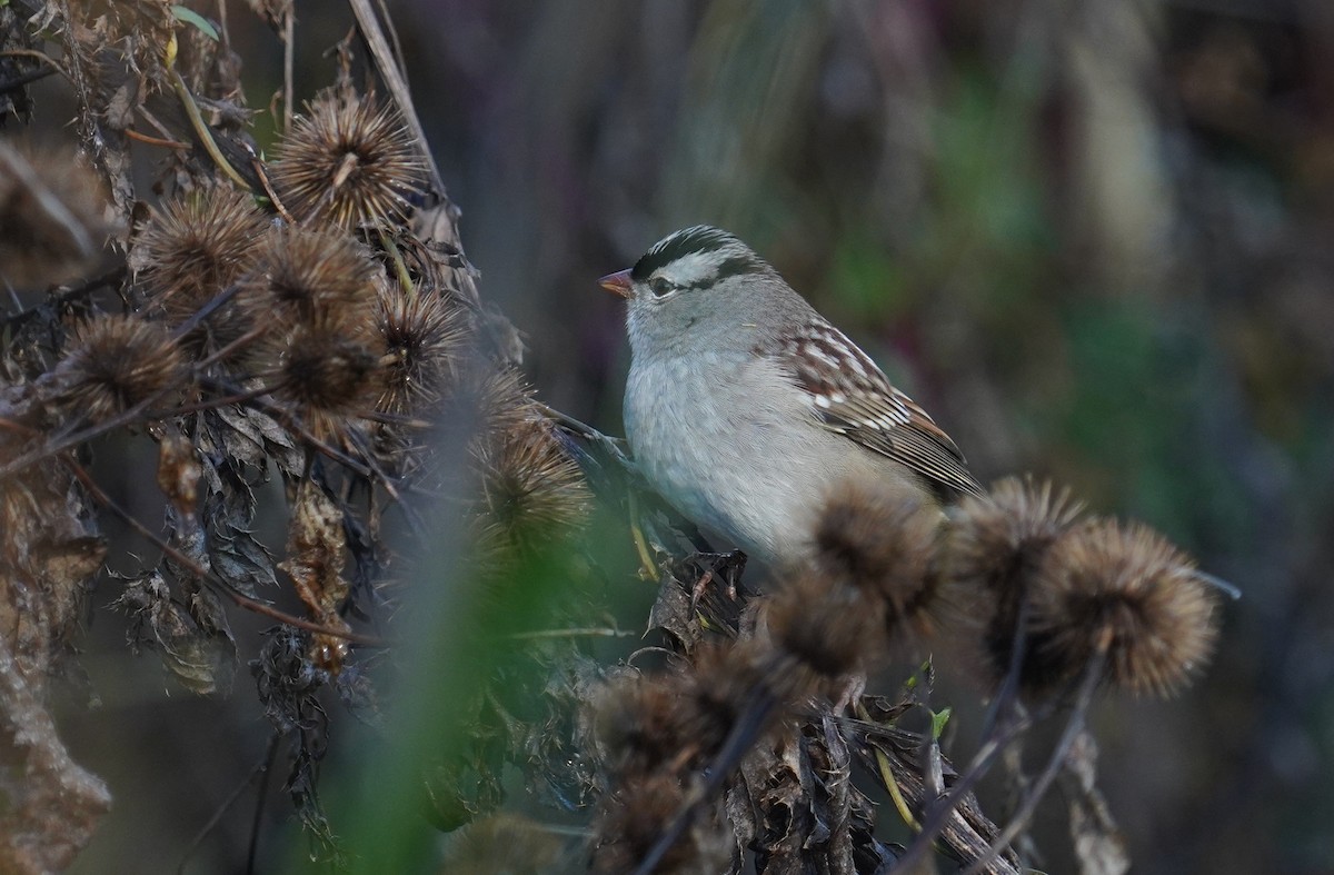 White-crowned Sparrow - ML491526161