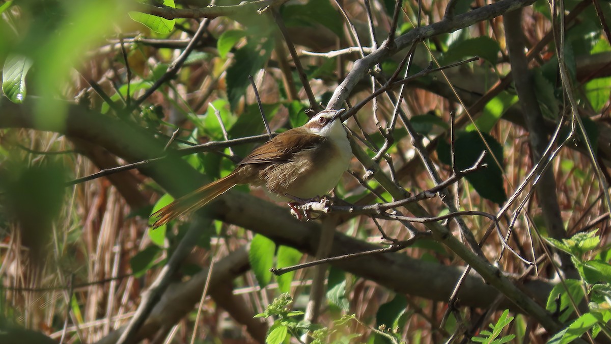 New Caledonian Grassbird - Jörg Hanoldt