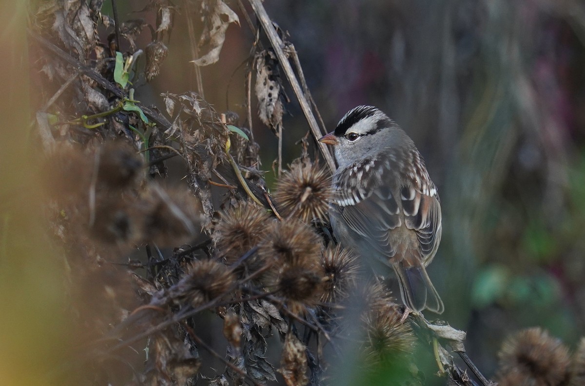 White-crowned Sparrow - ML491530191