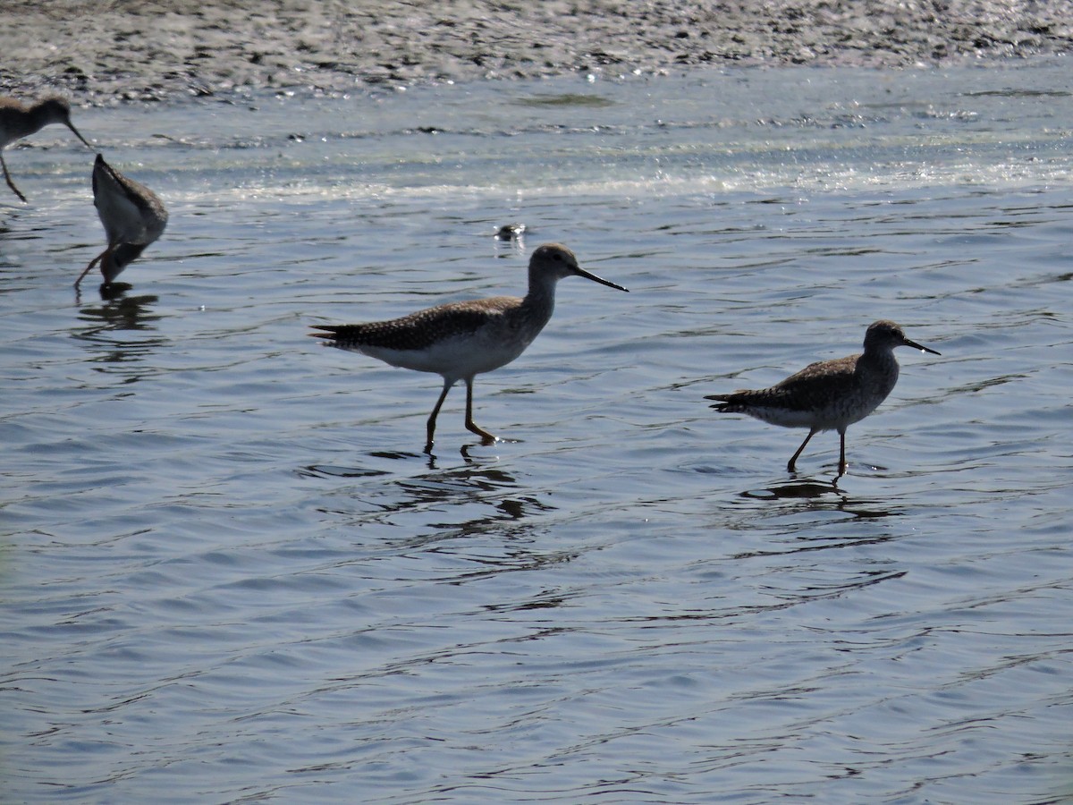 Greater Yellowlegs - ML49153111