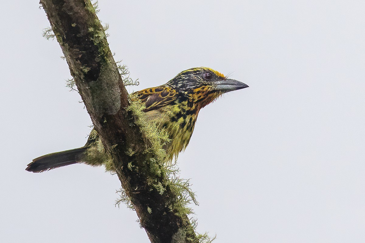 Gilded Barbet - Michael Ortner