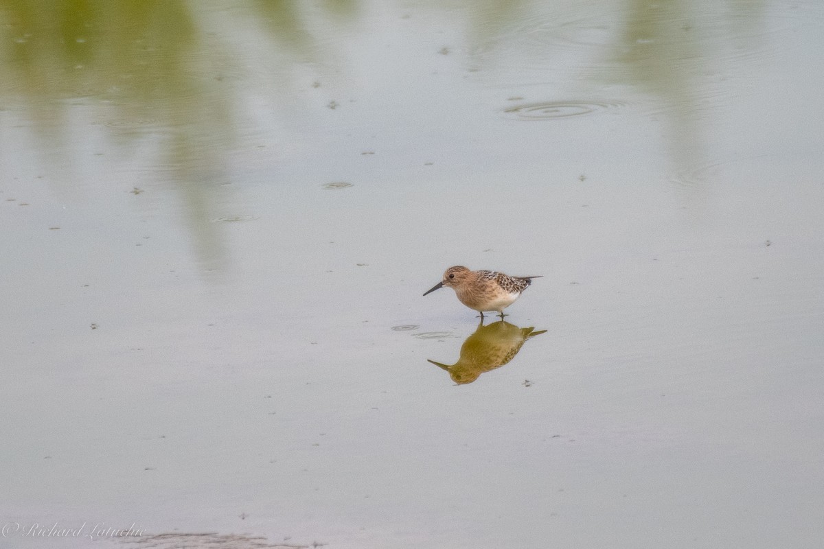 Baird's Sandpiper - Richard Latuchie