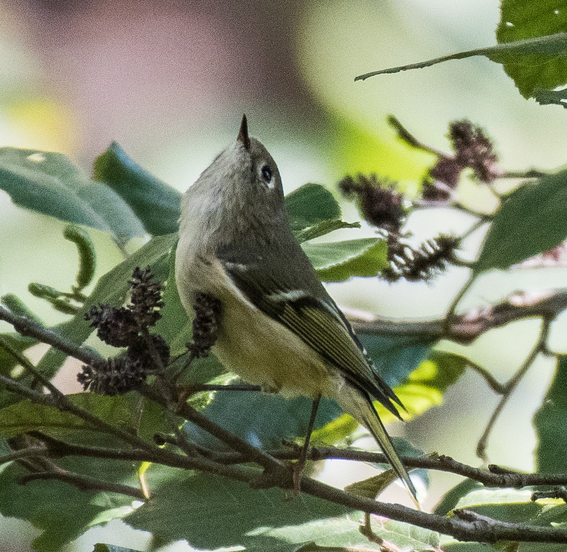 Ruby-crowned Kinglet - ML491532611