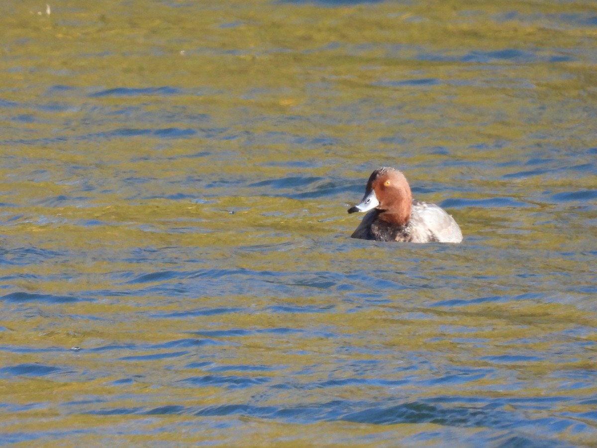 Redhead - ML491532721