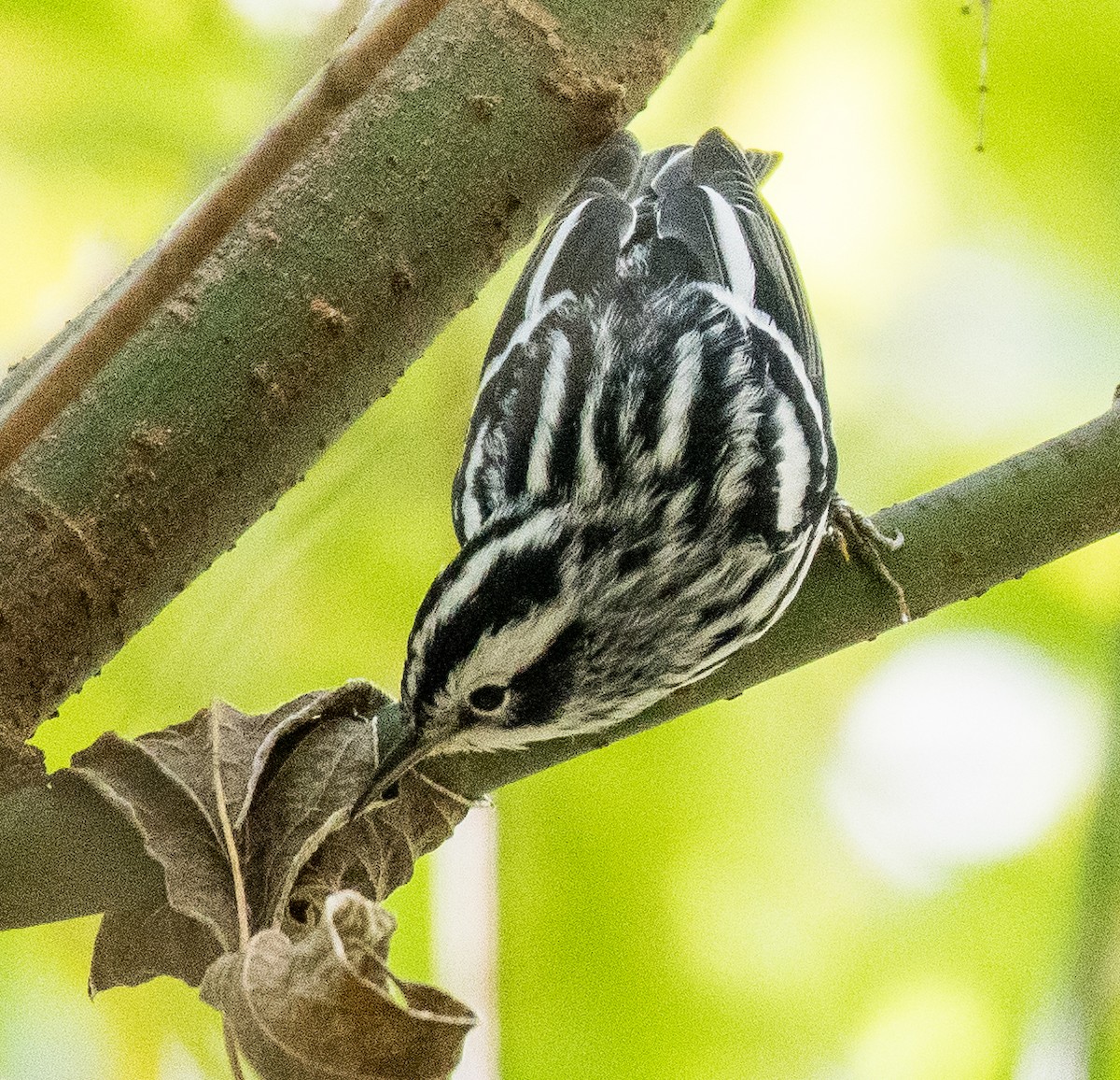 Black-and-white Warbler - ML491532881
