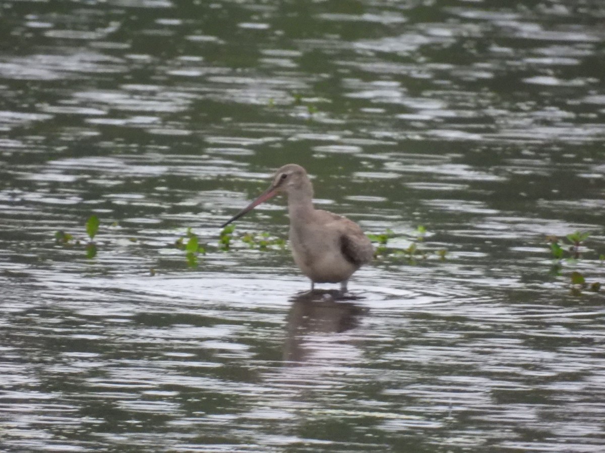 Hudsonian Godwit - ML491532991