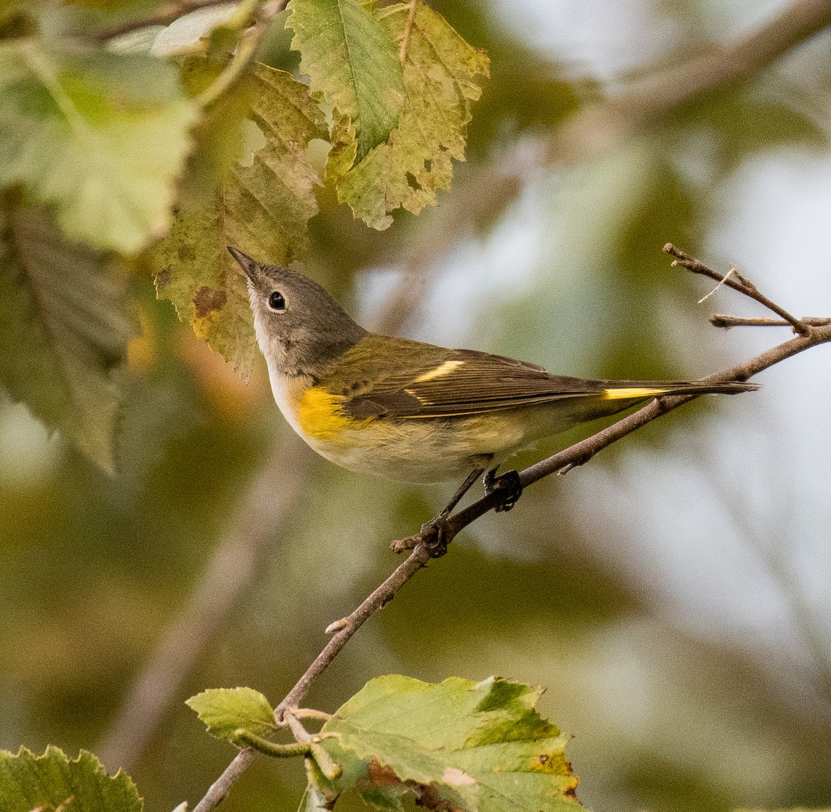 American Redstart - ML491533071