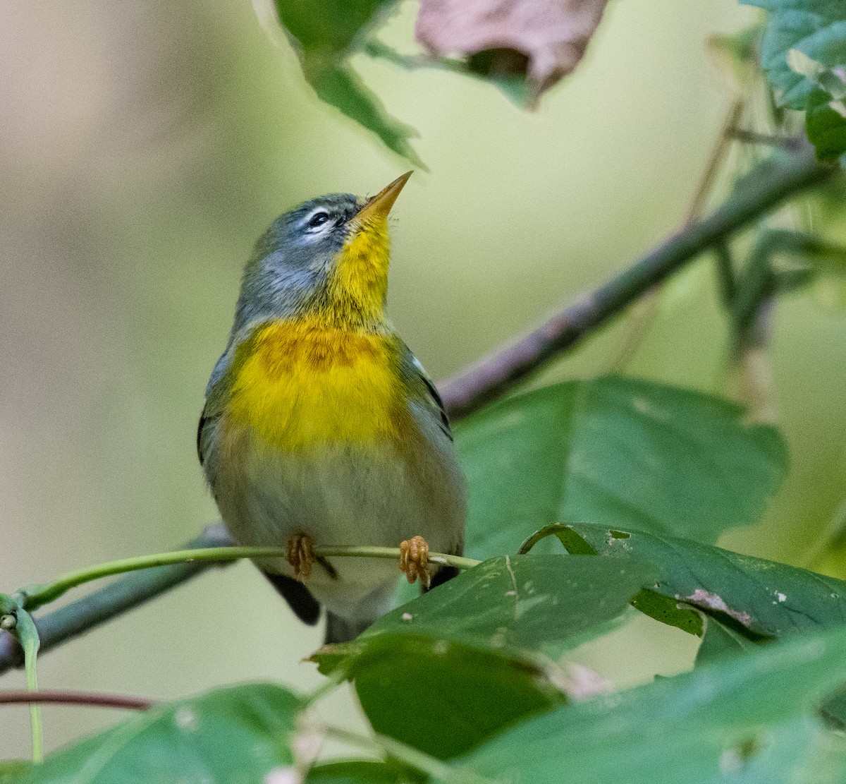 Northern Parula - ML491533301