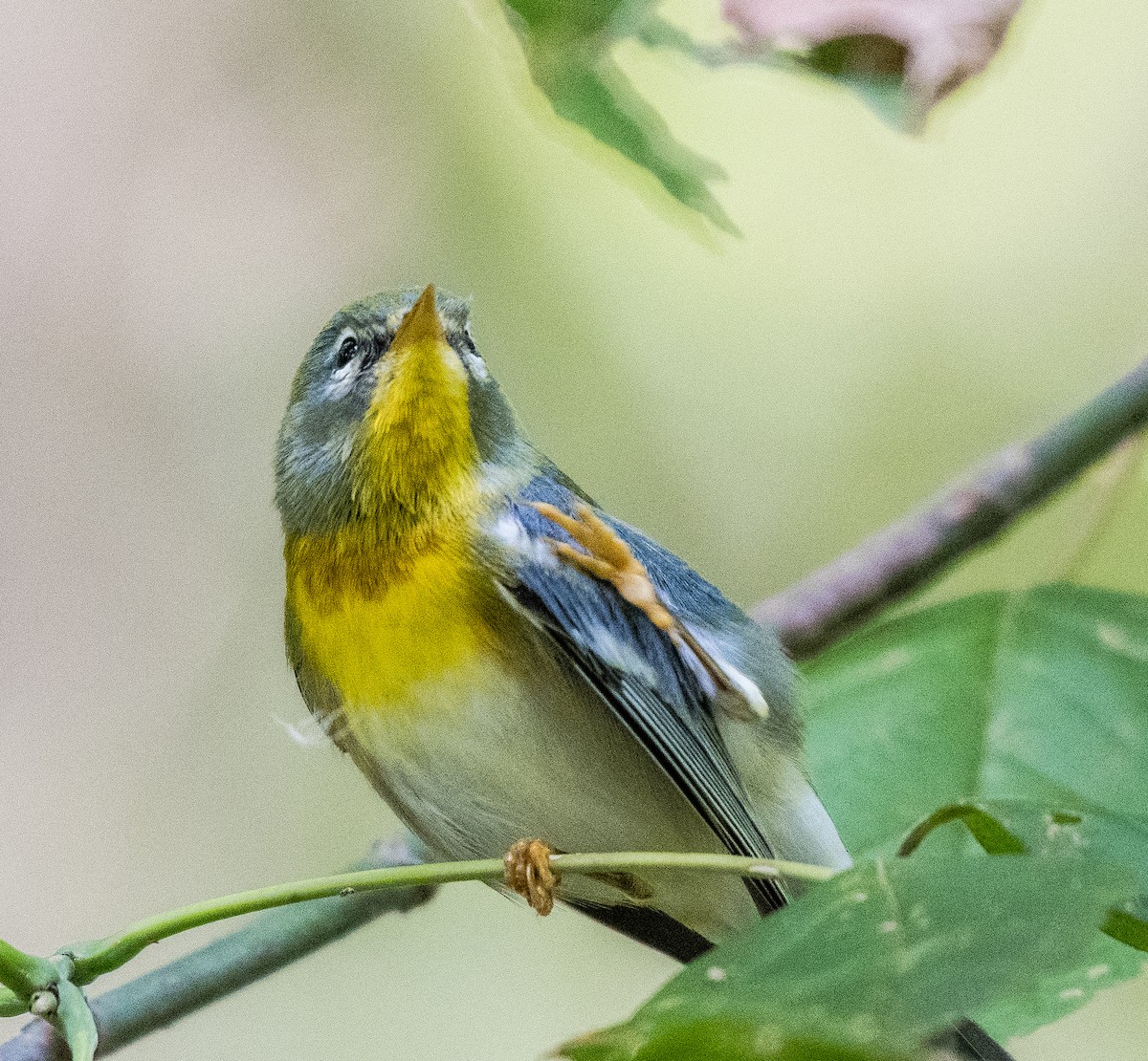 Northern Parula - ML491533311