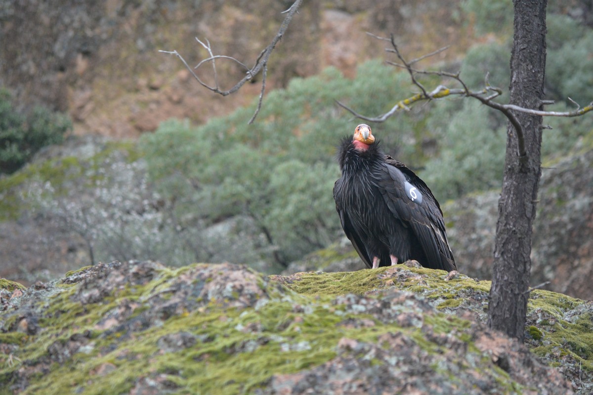 California Condor - Todd Plummer