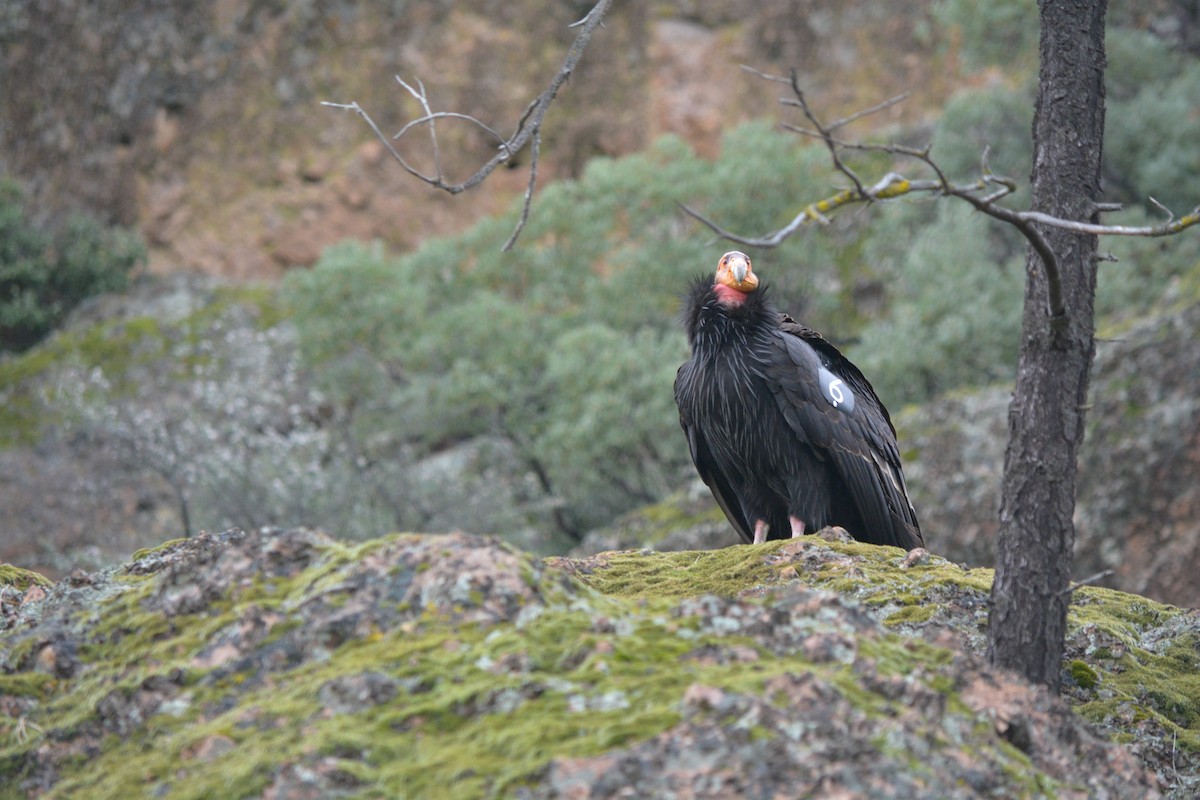 Condor de Californie - ML49153401
