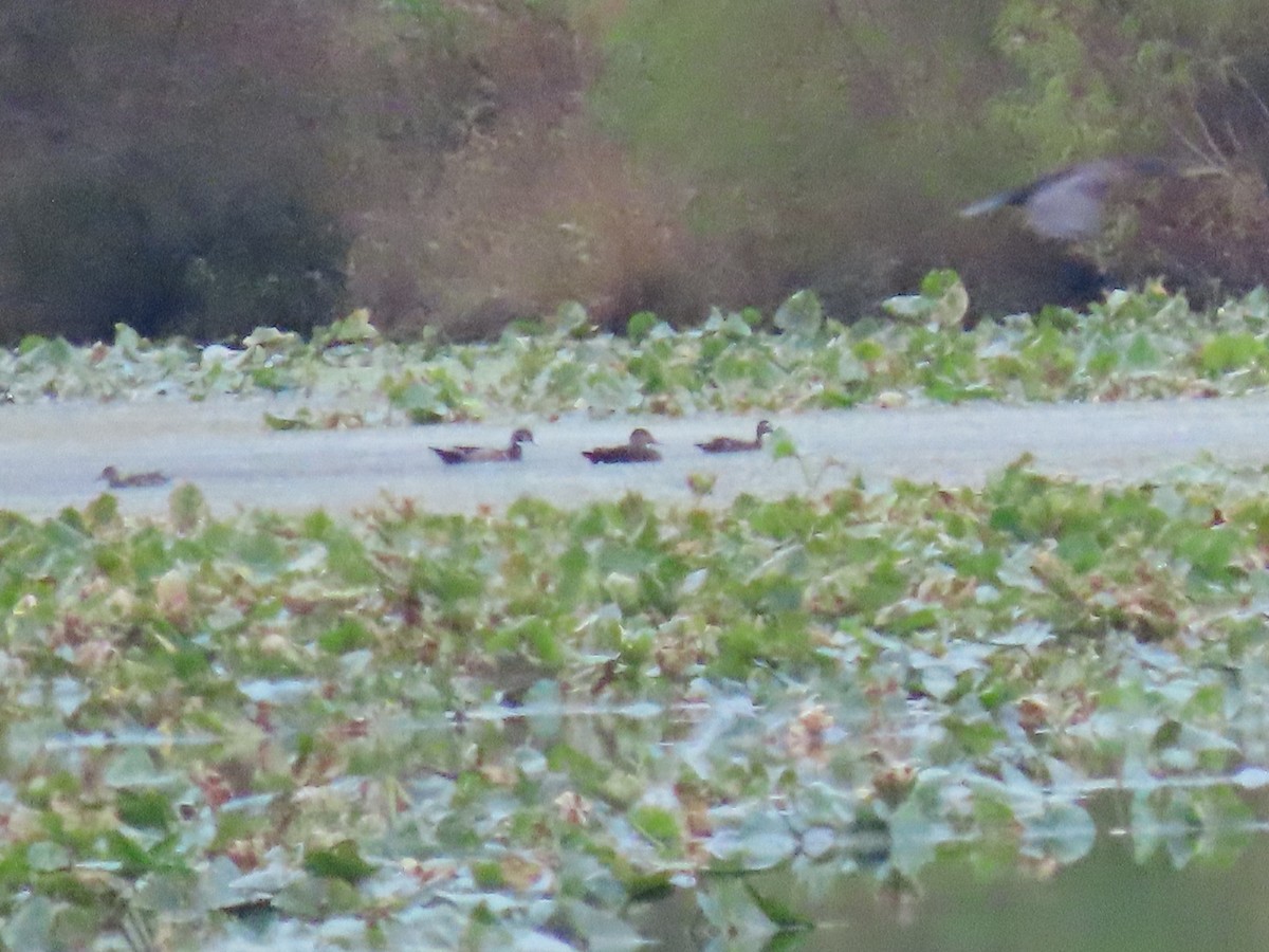 Wood Duck - ML491534251