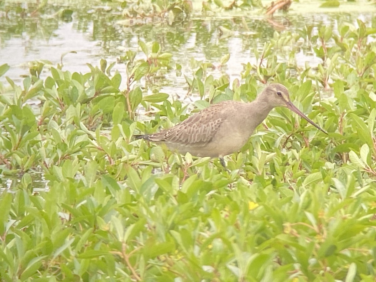 Hudsonian Godwit - ML491535351