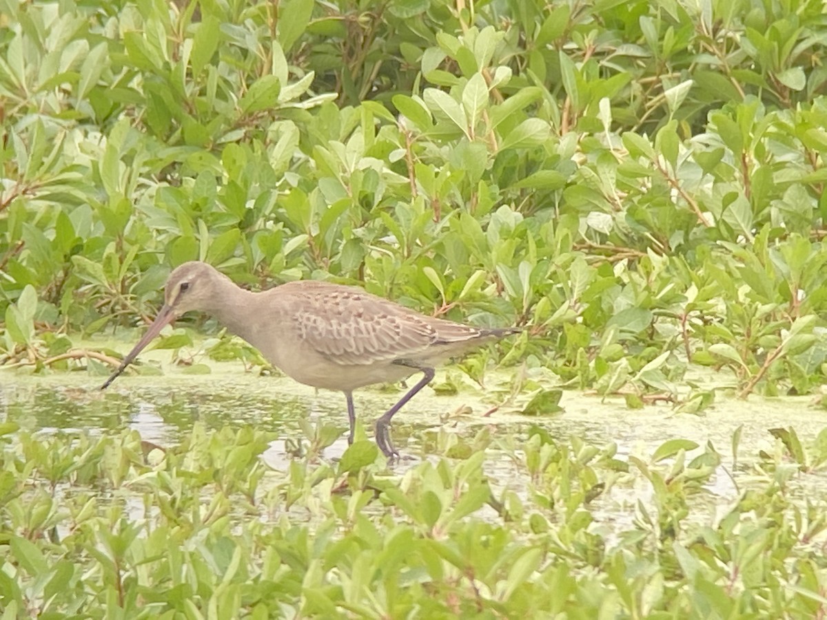 Hudsonian Godwit - ML491535371