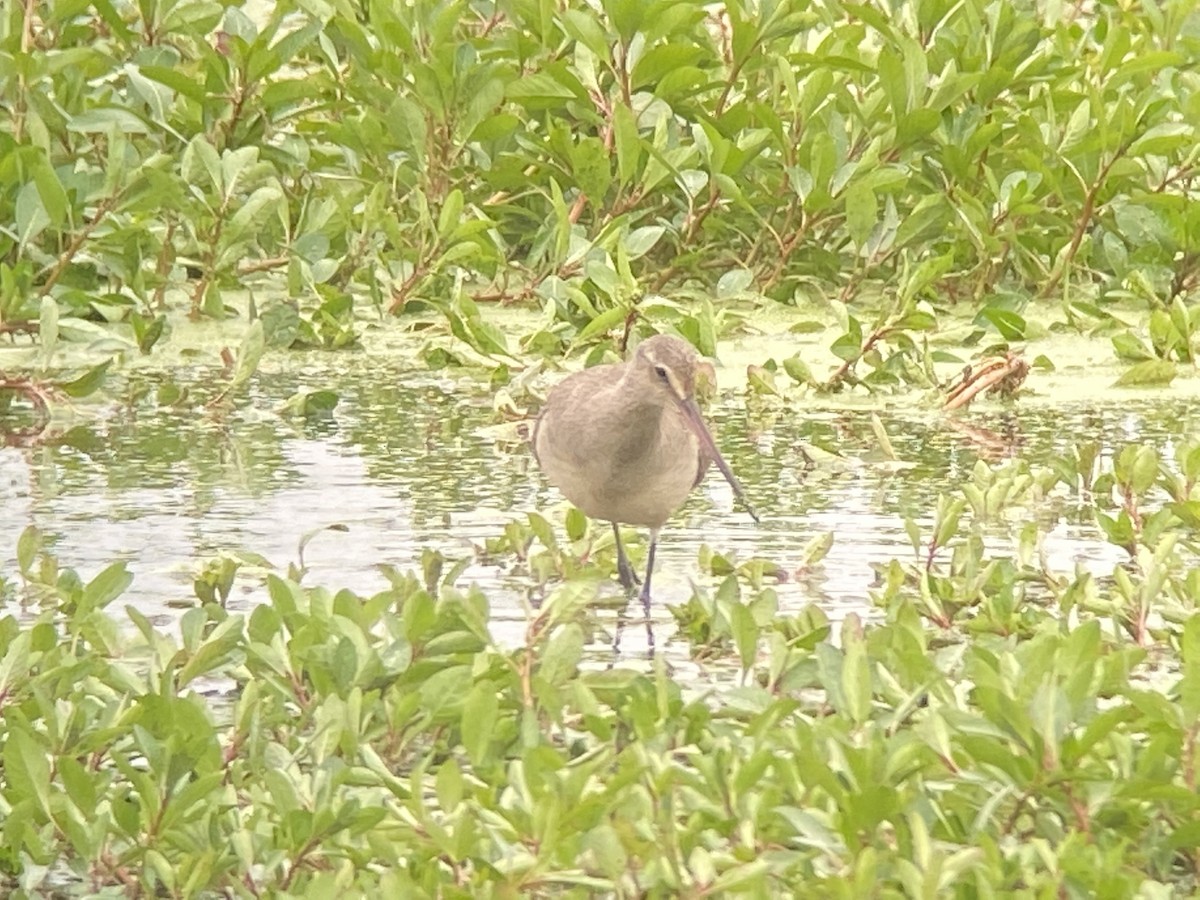 Hudsonian Godwit - ML491535391