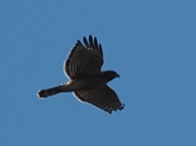 Red-shouldered Hawk - ML491537791