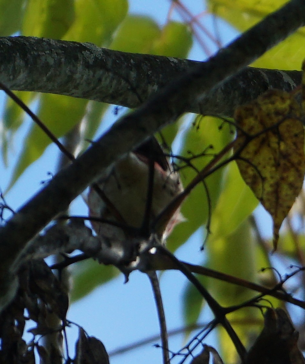 Purple Finch - ML491538781