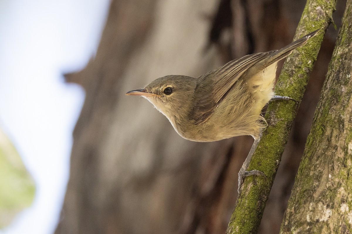 Seychelles Warbler - ML491540971