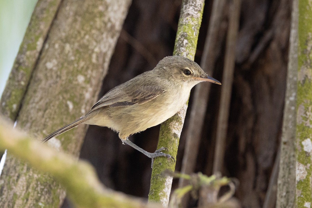 Seychelles Warbler - ML491540981