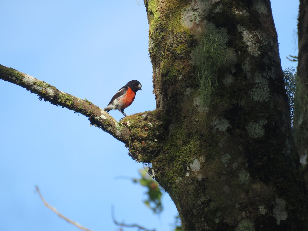 Pacific Robin - ML491541771