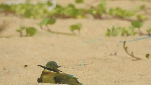 Blue-tailed Bee-eater - ML491542671