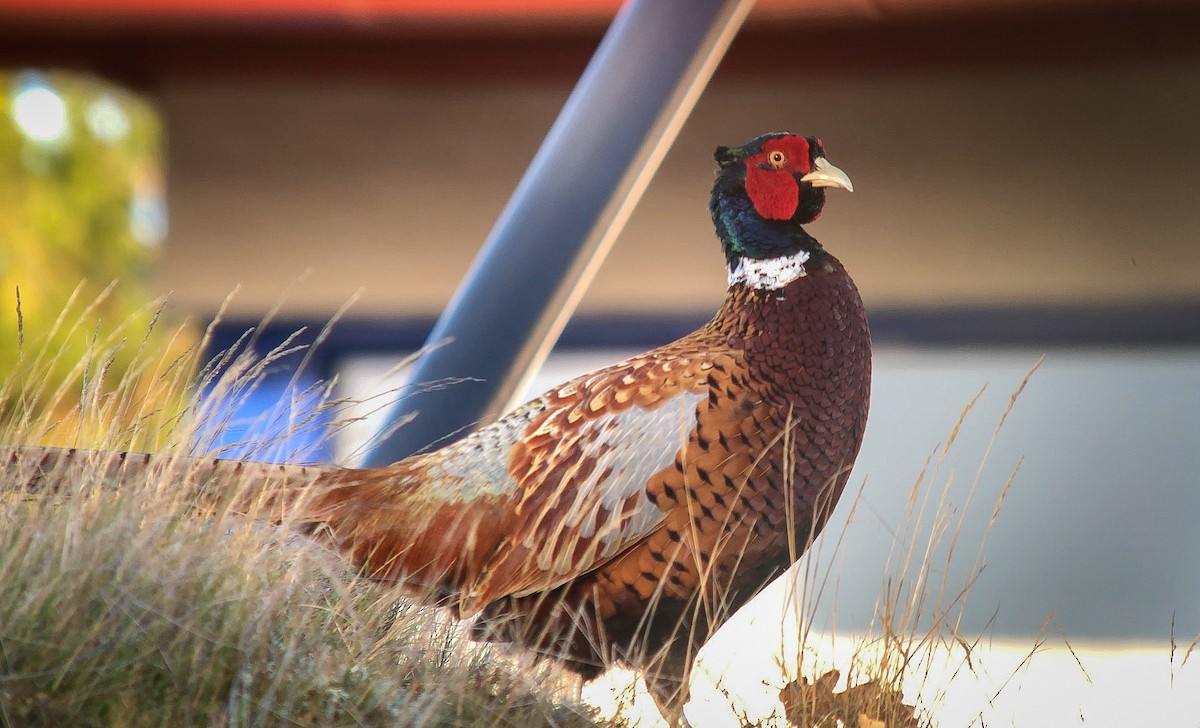 Ring-necked Pheasant - ML491543391