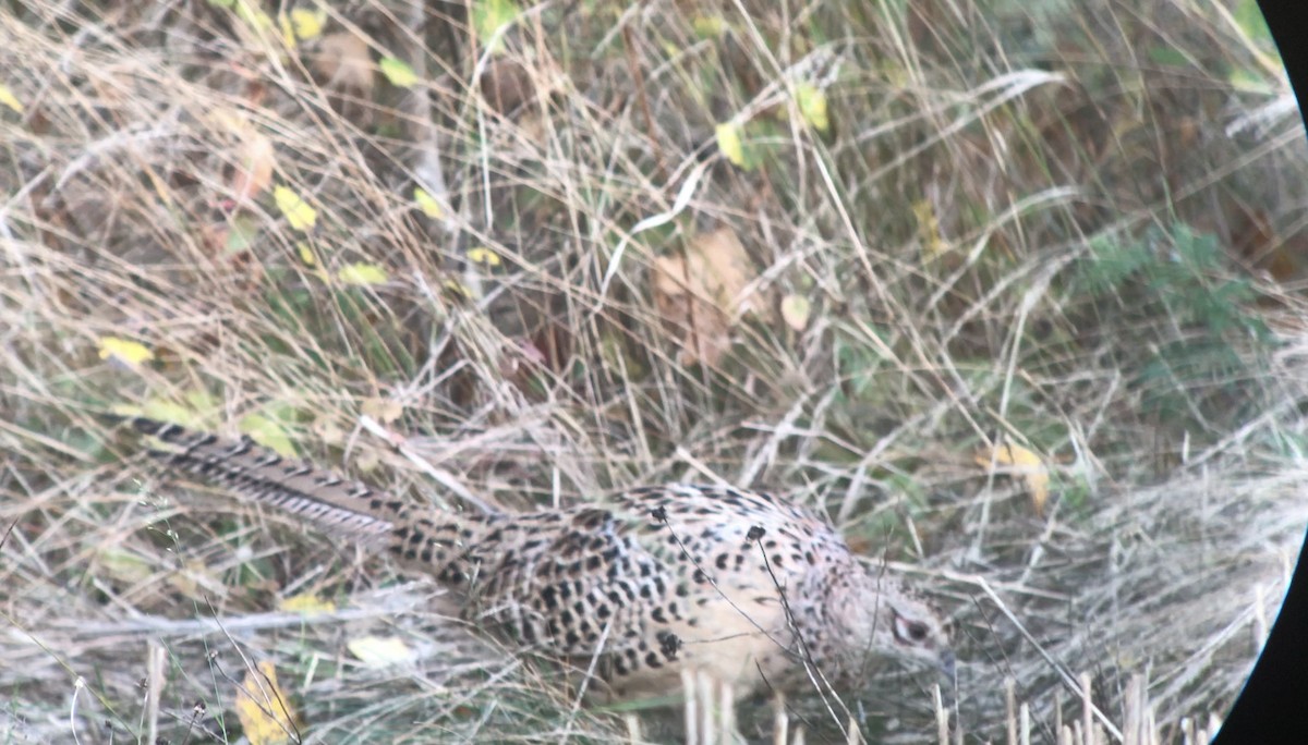 Ring-necked Pheasant - Heidi Cleven