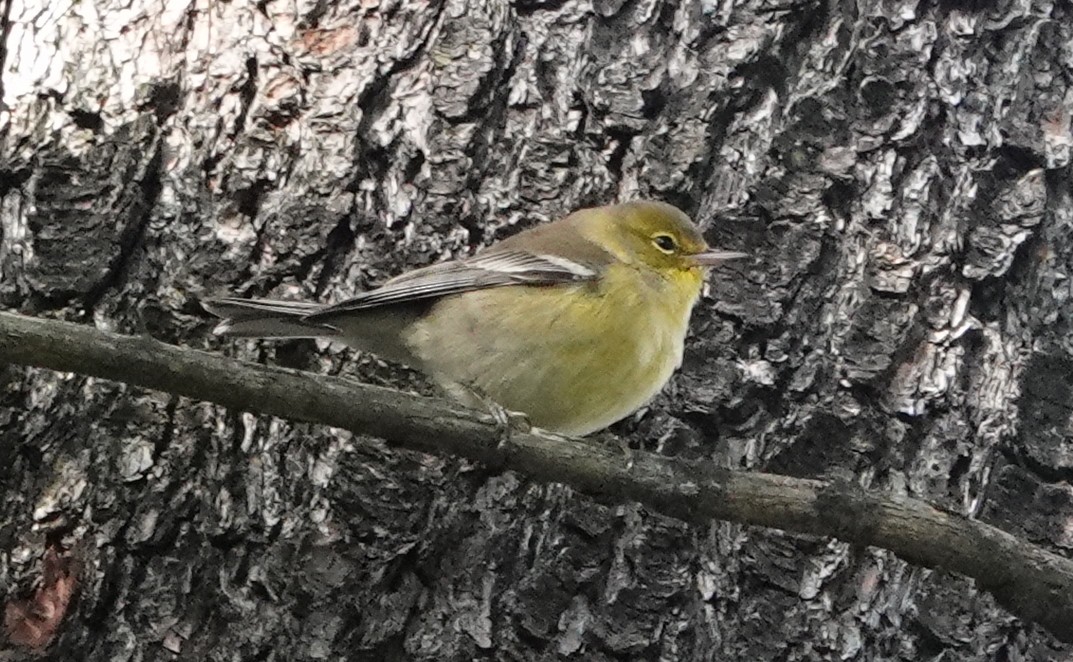 Pine Warbler - ML491543561