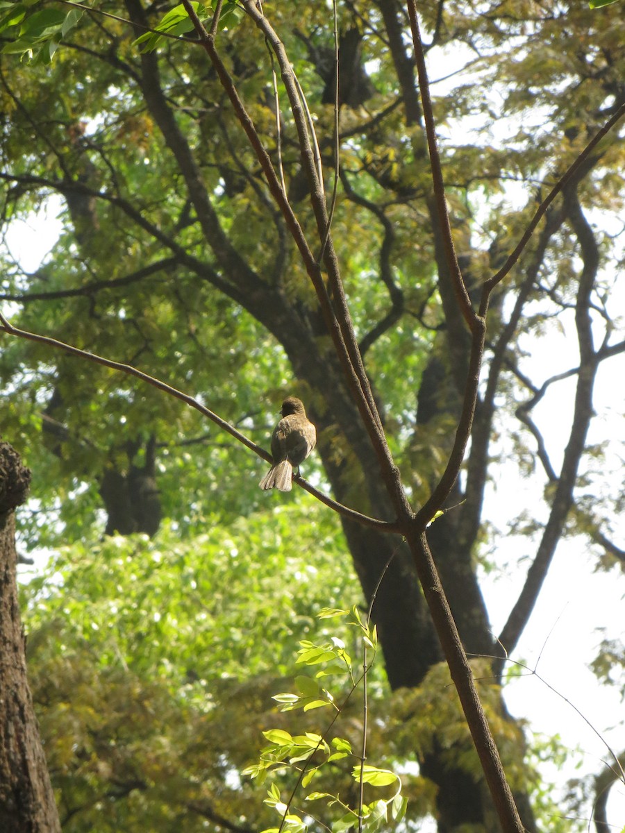 Common Bulbul - ML491544351