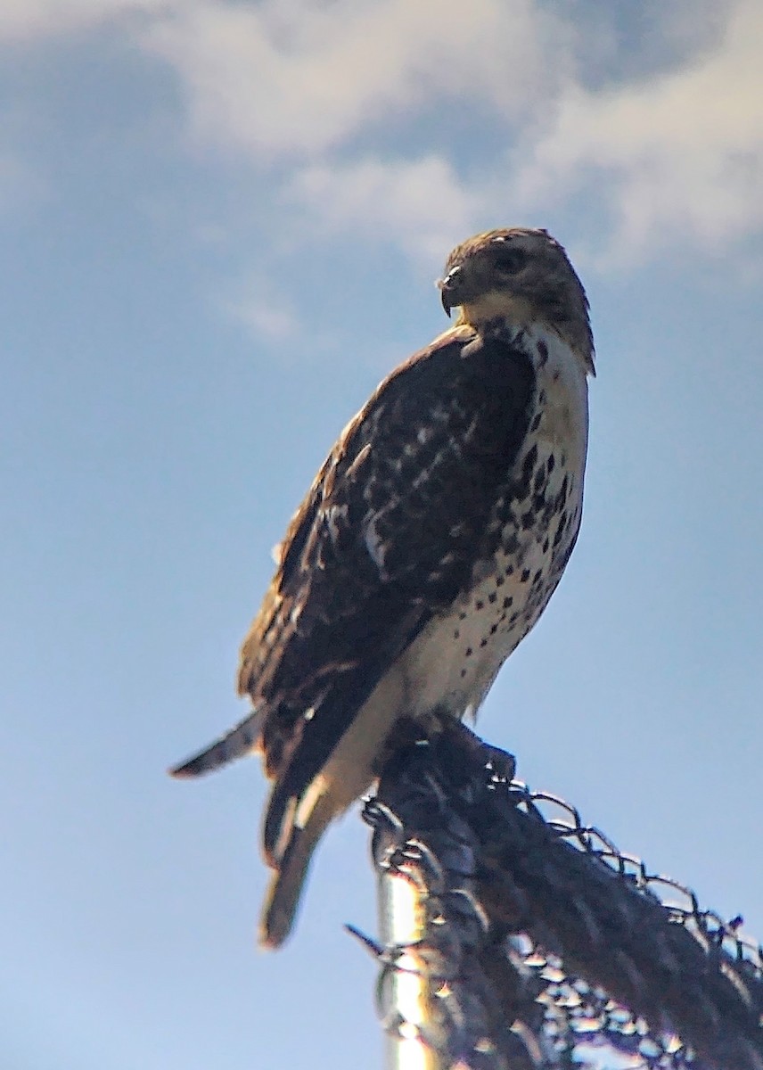 Red-tailed Hawk - Brighten Jelke