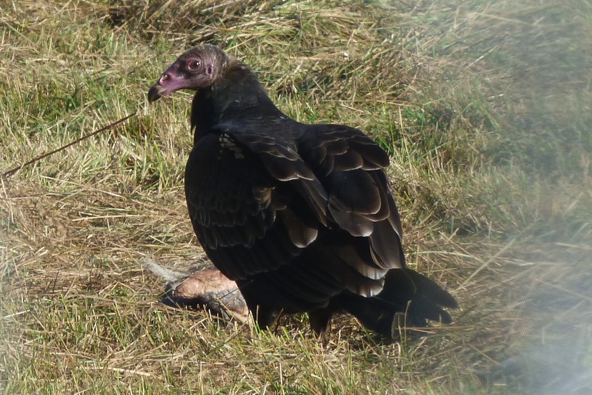 Turkey Vulture - ML491544651