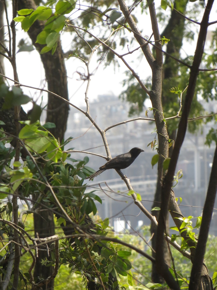 Southern Black-Flycatcher - Jake Lumb