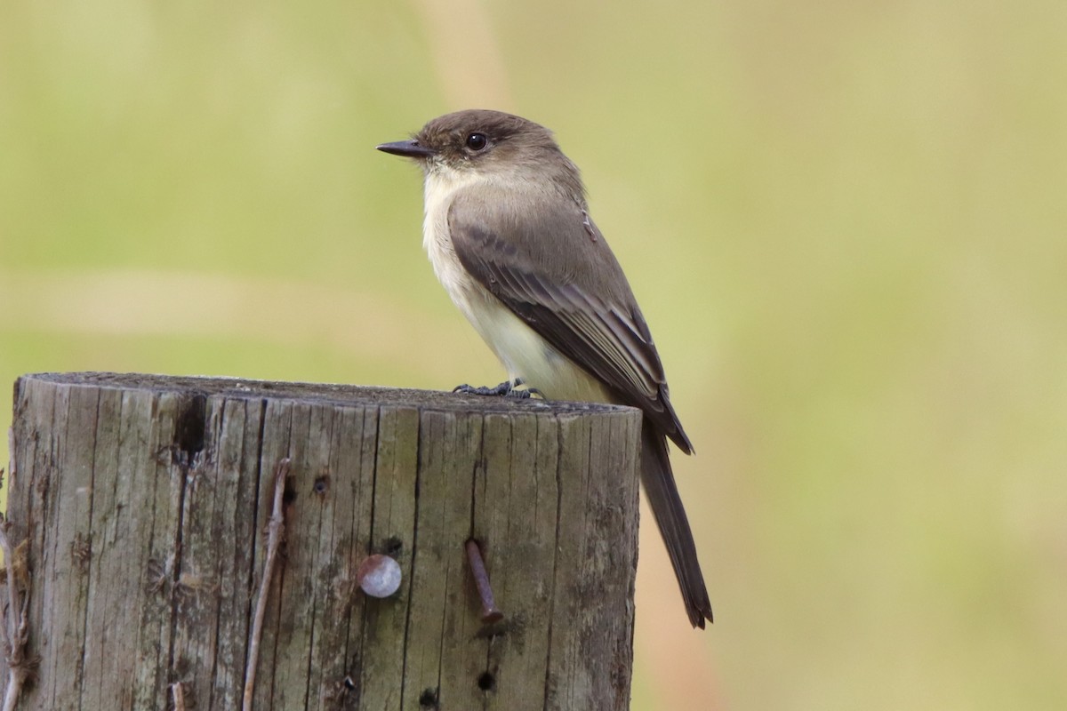 Eastern Phoebe - ML491545001