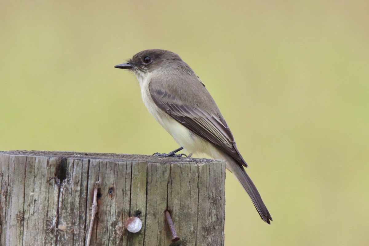 Eastern Phoebe - ML491545011