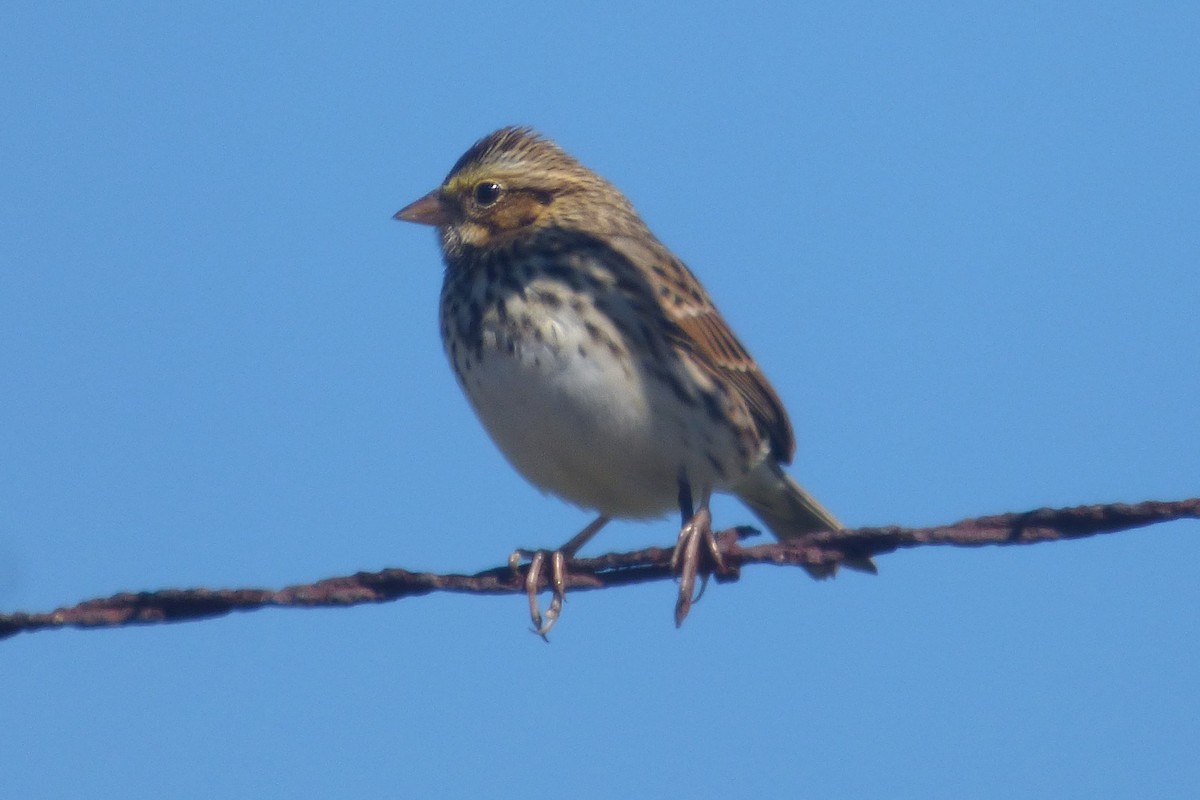 Savannah Sparrow - ML491545211