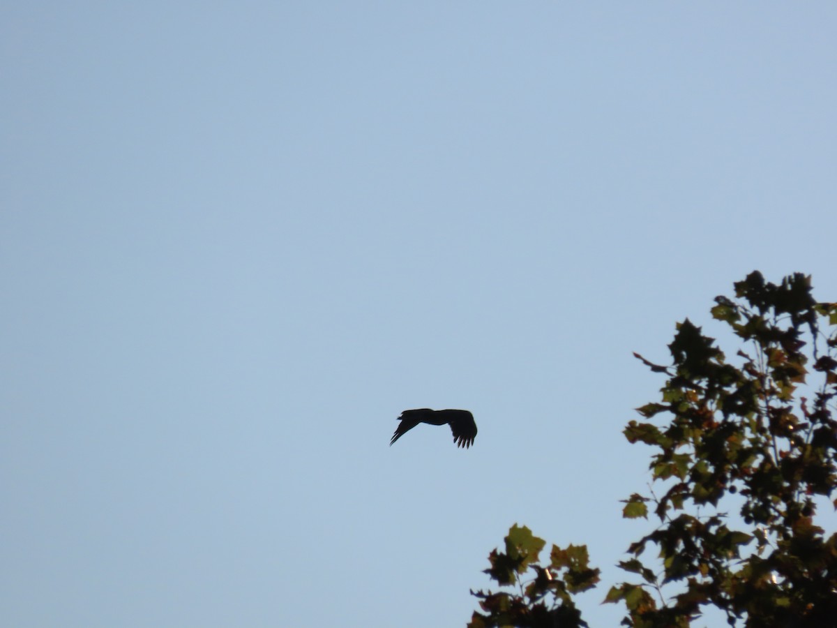 Bald Eagle - Thomas Brooks