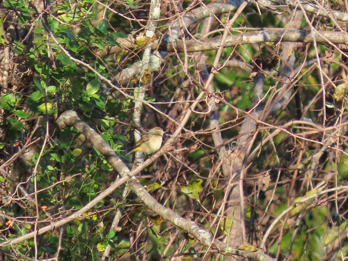 Palm Warbler - ML491546211
