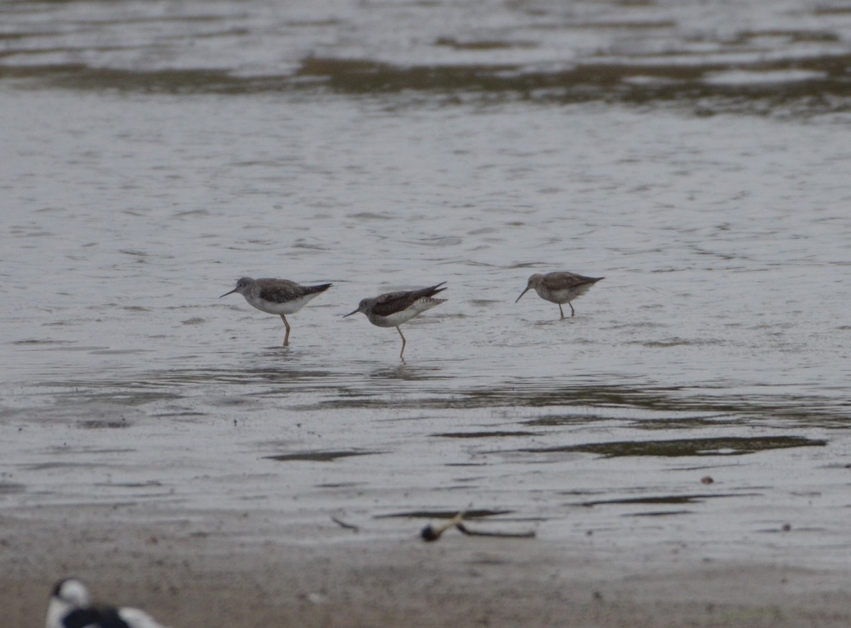 Stilt Sandpiper - ML491546511