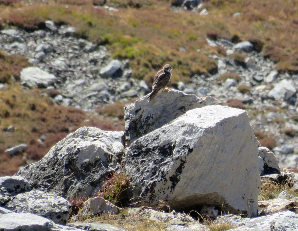 Prairie Falcon - ML491547281