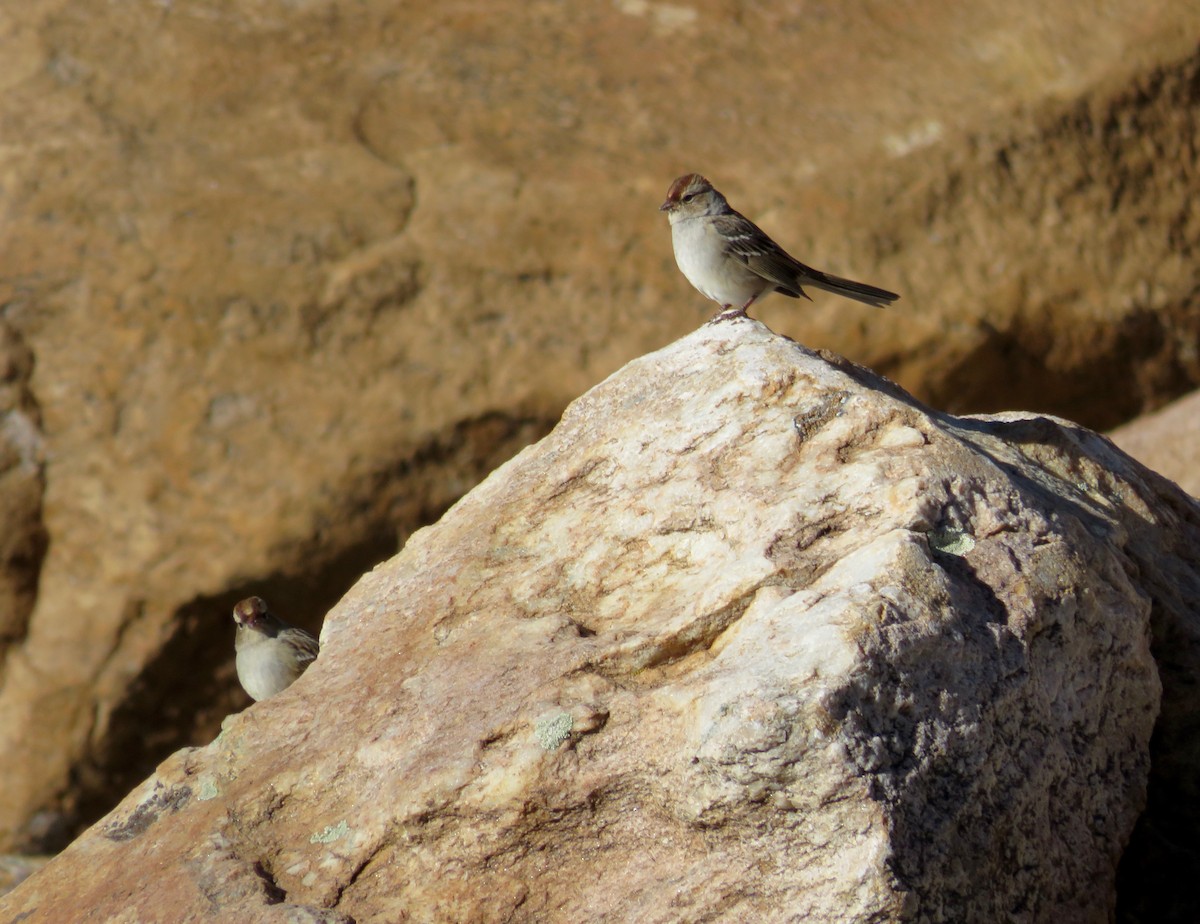 White-crowned Sparrow - ML491547341