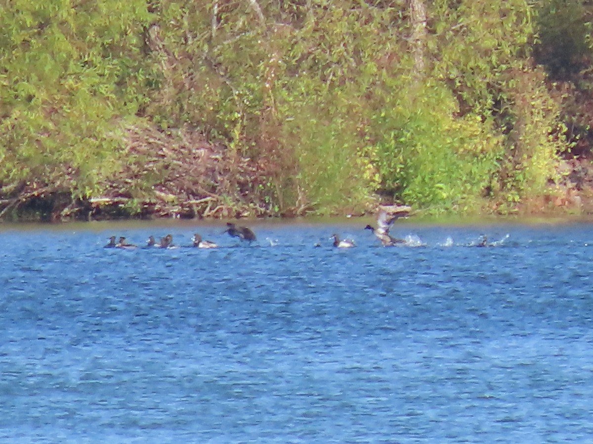 Ring-necked Duck - ML491549961