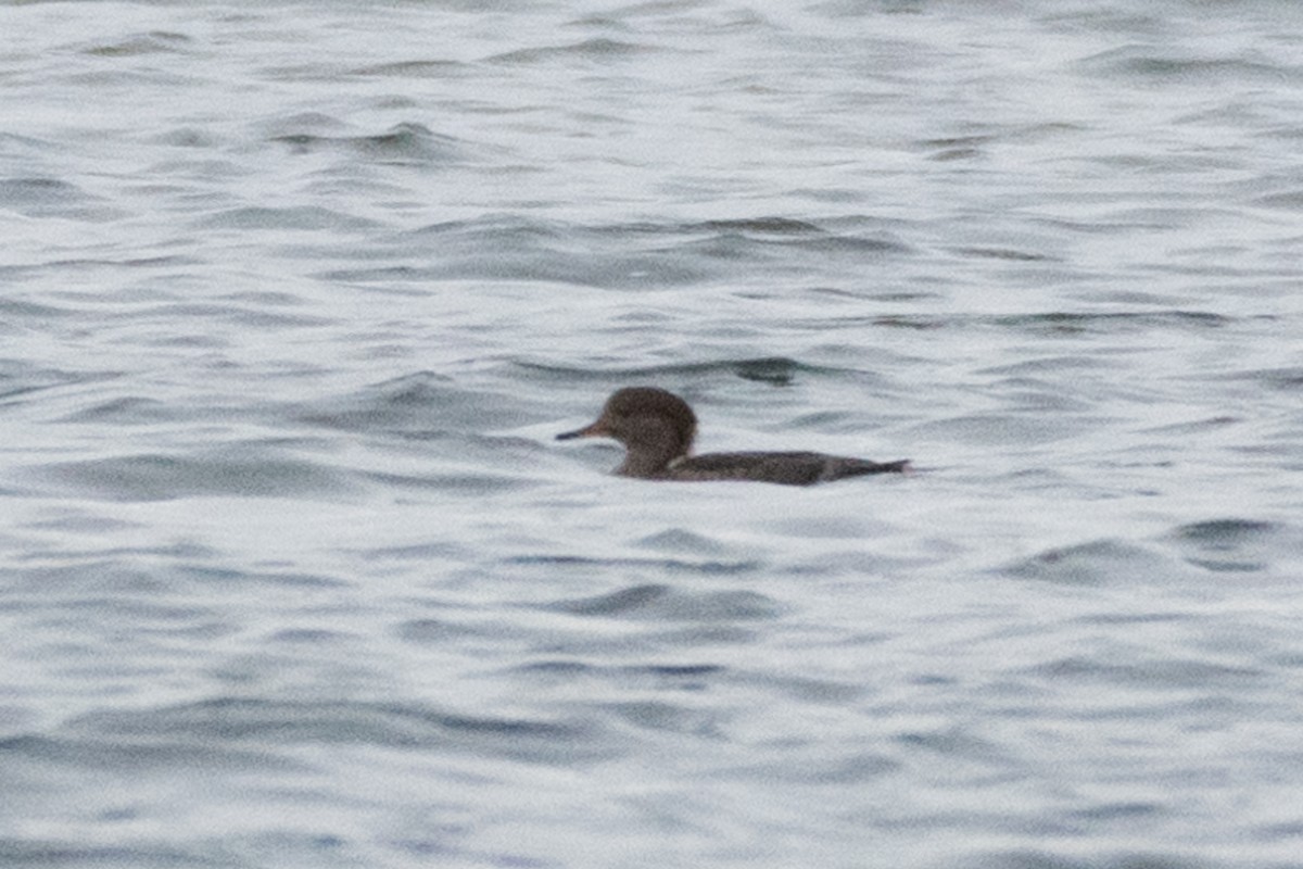 Hooded Merganser - ML491550151