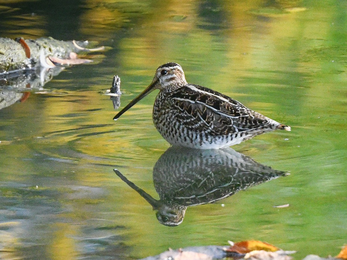 Wilson's Snipe - George Chiu