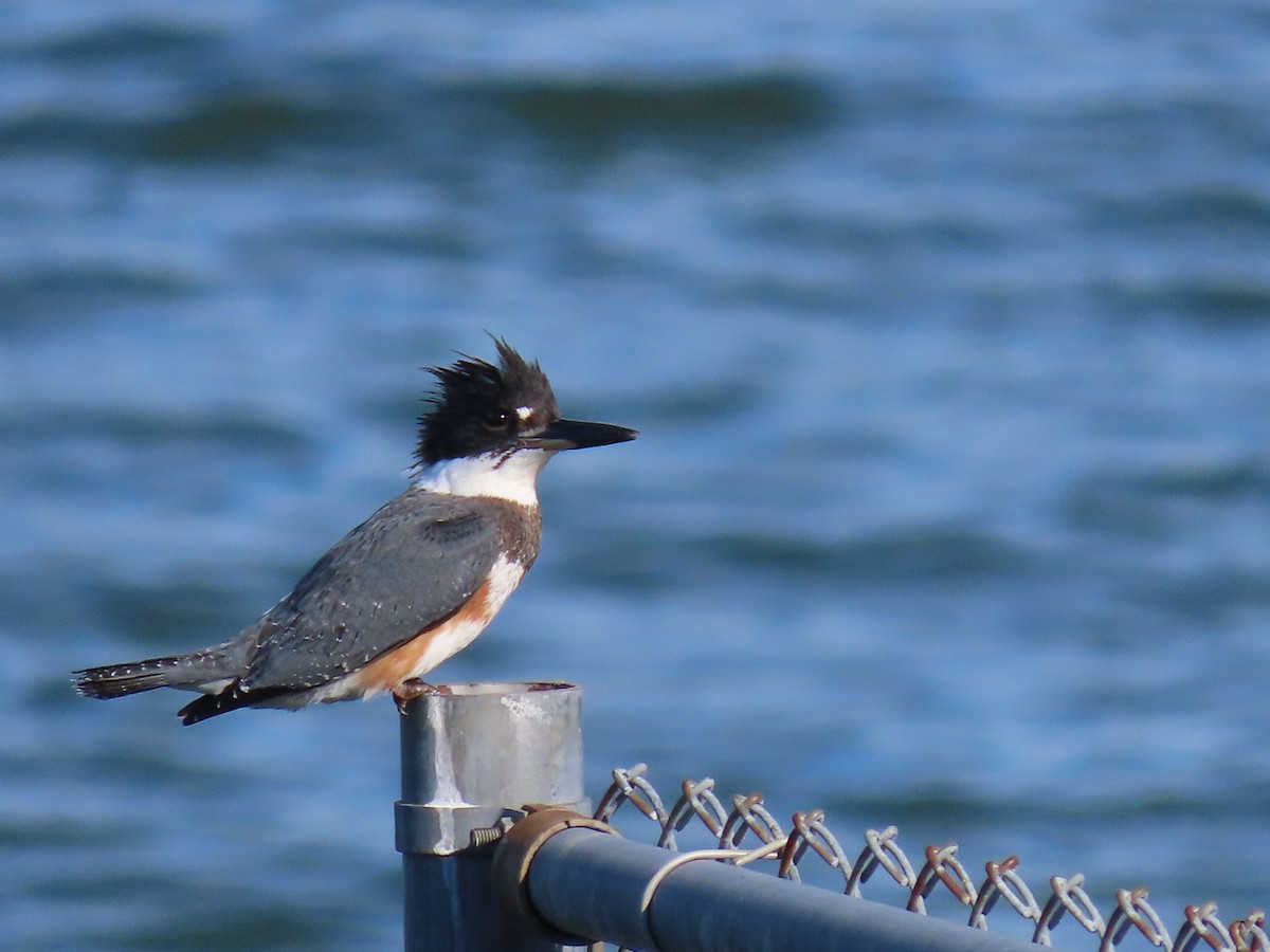 Belted Kingfisher - Thomas Brooks