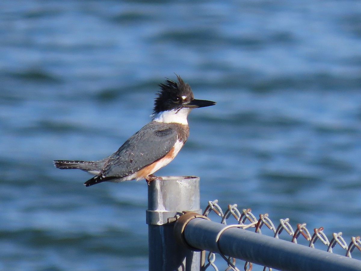 Belted Kingfisher - Thomas Brooks