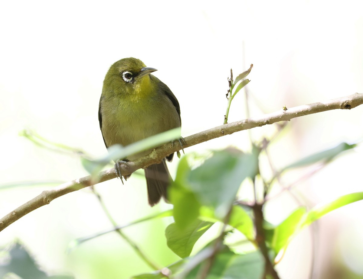 Silvereye - ML491553011