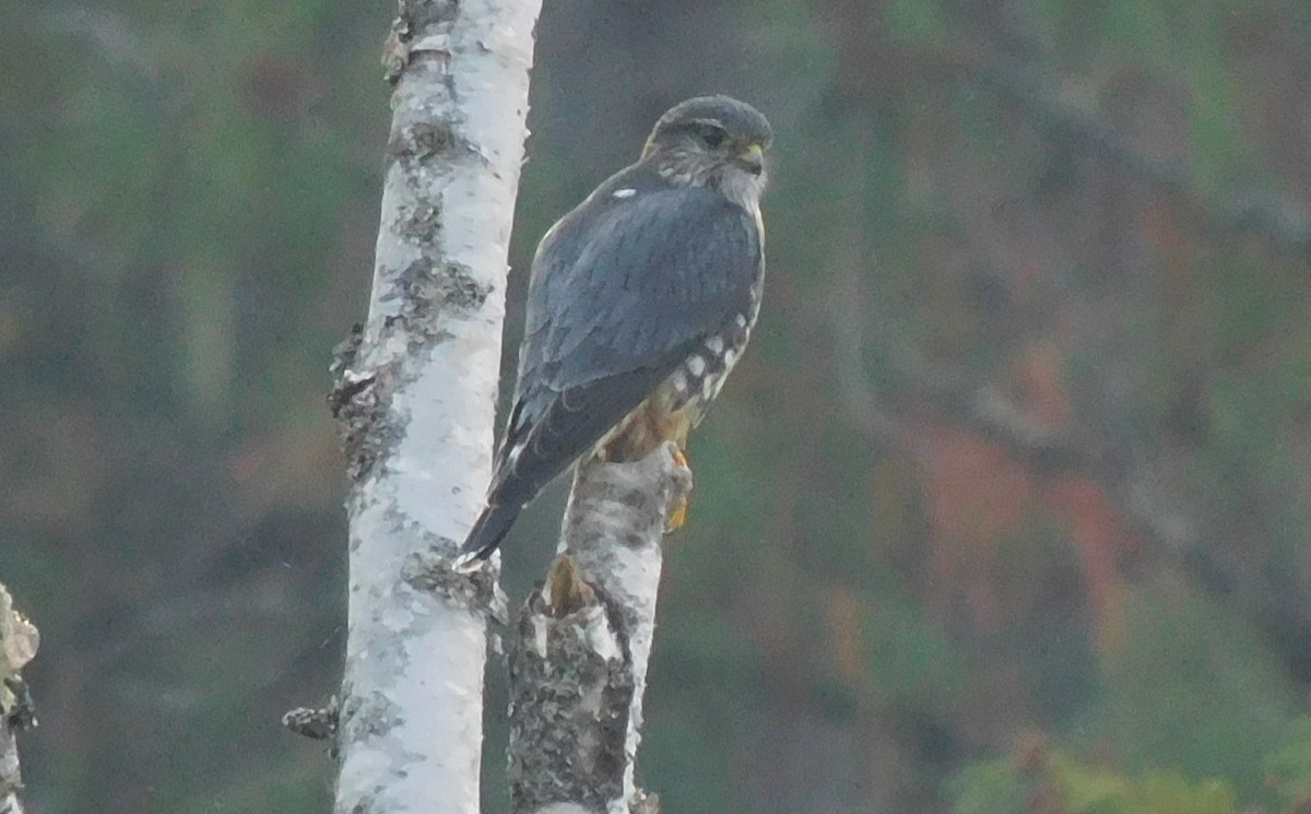 Merlin - ML491553441